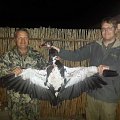 Spurwinggoose