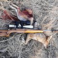 Jackall hunting 
