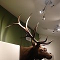 2005 Colorado Bull
