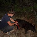 Wild Hog Hunt