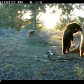 Photos taken on our Bear bait, look at the blonde!