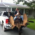 moose