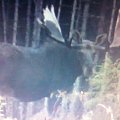 moose near home
