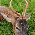 Roe deer 