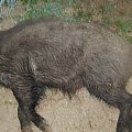 Wildboar