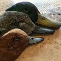 Wildfowling on the estuary 