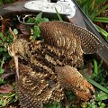 Driven Woodcock and snipe