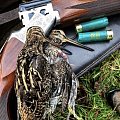 Driven snipe and woodcock 