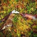 Exchange hunt Finland 
