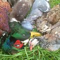 Mixed bag on one of our driven shoots.