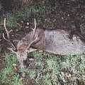 Sika Stag