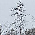 Black Grouses in the tree