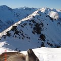 Bull Tahr