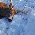 2019 Archery Buck