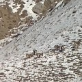 Ibexes in Kyrgyzstan