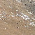 Ibexes in Kyrgyzstan