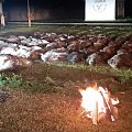 Driven wild boar hunting in Serbia