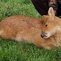 A fine gold medal Chinese Water deer buck.