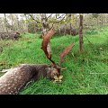 Fallow rut