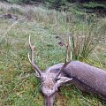 Sika rut 2021