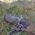 Sika rut 2021