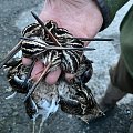 Driven snipe December 