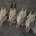 Selective roebuck hunting increases the quality of population
