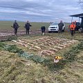 Successful hare hunt in Slovakia