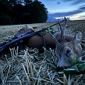 Old roebuck