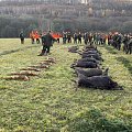 Wild boar driven hunt in Slovakia