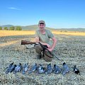 Wood pigeons are incredible!