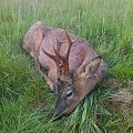 Roe Buck