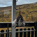 In the northern part of Norway. Lots of Grouse