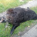 big male wild boar in my area