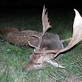 Fallov deer - Skalica Mountain