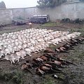 drivent hunt in south Slovakia, 141 hares + 36 pheasants, LOVU ZDAR!