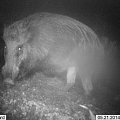 wild boar in trail camera