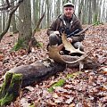 fallov deer  - very old buck