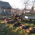 Great succes for one hunting day