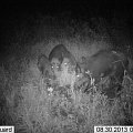 we have lot of boars :-)