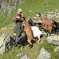 domestic goats in Alps