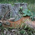 My roe buck from home hunting area - 10 years old! Unforgettable experience! LOVU ZDAR!