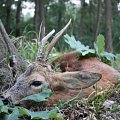 Beautiful old roe buck from my home area, hunted in rut with Nordic whistle. Great experience!