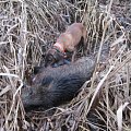 My dog Brit with wild boar.
