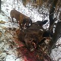 My dog Brit with wild boar.