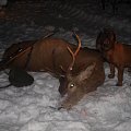 My Reddeer stag from last year with my dog.