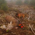 My Reddeer stag from driving hunt with my dog.