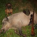 Nice 120kg  keiler with my  Brit.