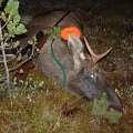 My first Finish moose :)