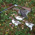 Some foto from birdhunt :)